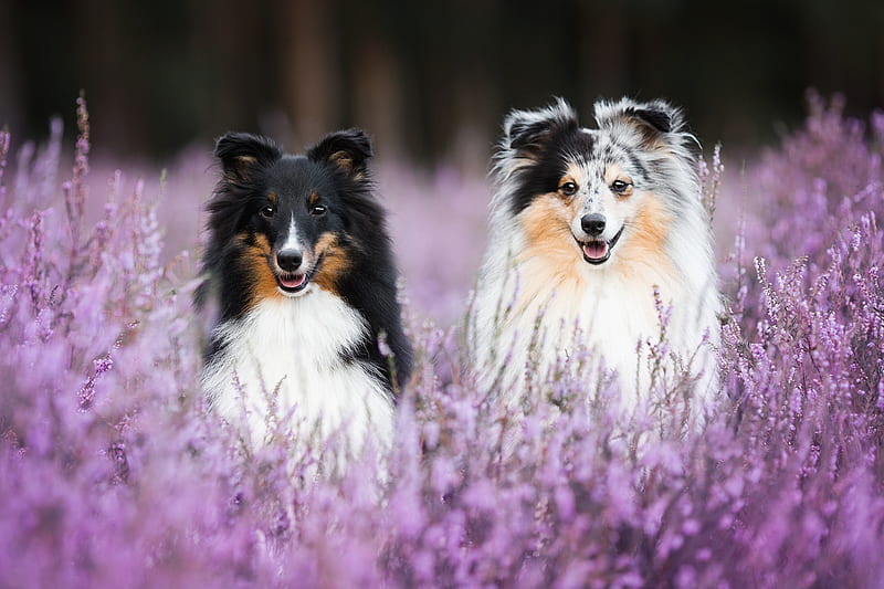 Dogs, Shetland Sheepdog, Dog, Pet, HD wallpaper