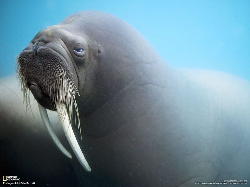 walrus, underwater, beauty, teeth, creature, HD wallpaper