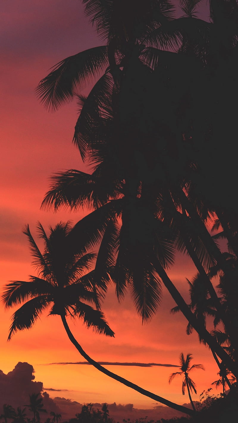 beach, sunset, palm trees, vibes, warm, dark, dusk, orange sky, HD phone wallpaper