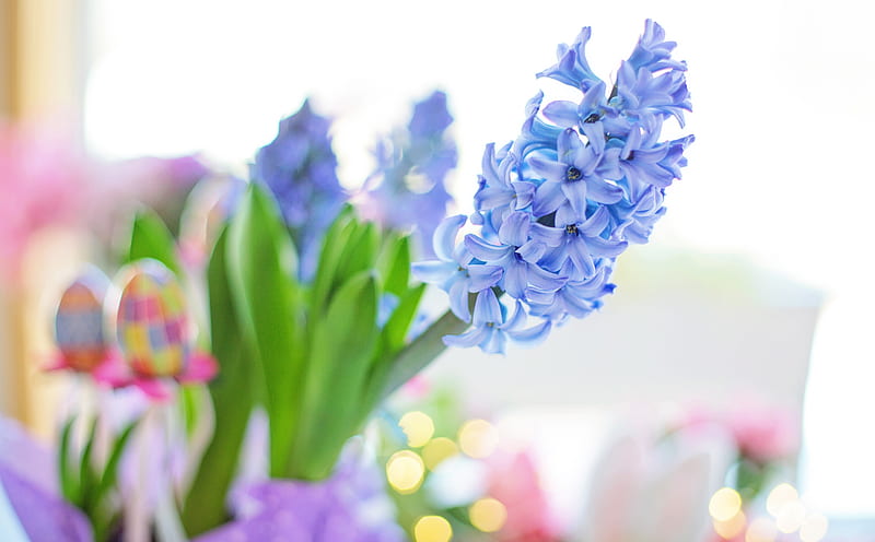 Easter 2020 Blue Hyacinth Flower, Spring Ultra, Holidays, Easter, Blue, Spring, Flowers, Plant, Holiday, Hyacinth, Cute, bokeh, indoor, 2020, HD wallpaper