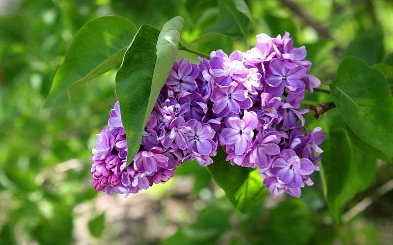 Sprig of Lilac Terry, lilac, purple, flowers, nature, terry, HD wallpaper