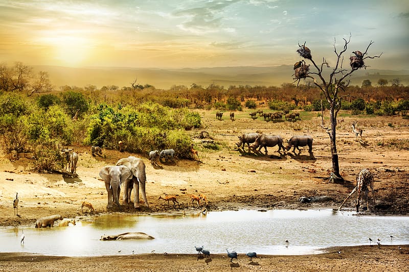 Fantasy, Zebra, Elephants, Bird, Safari, Animal, Giraffe, African Bush Elephant, HD wallpaper