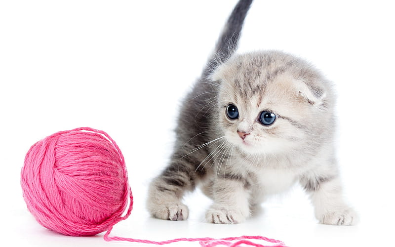 Scottish Fold, cute animals, kitten, pets, cats, Felis catus, HD wallpaper