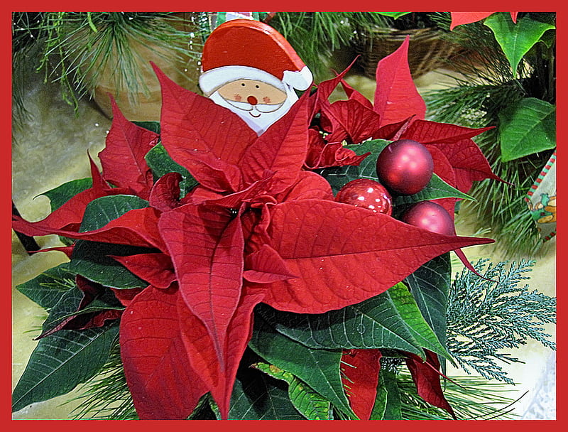 Merry Christmas, pine, christmas balls, decoration, flower, bonito, greens, red poinsettia, HD wallpaper