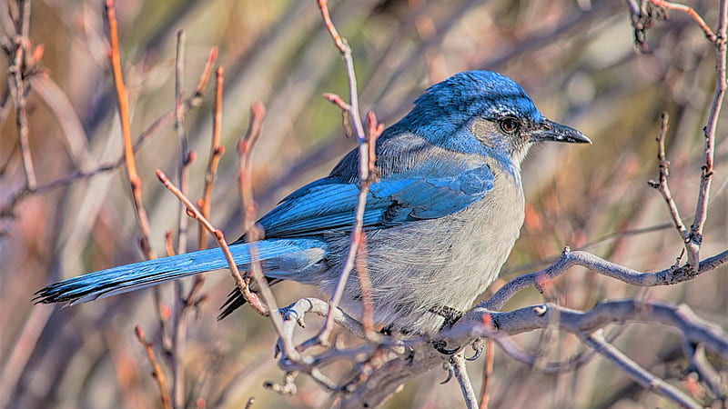 Blue Indigo Bunting Bird Is Standing On Plant Stem In Blur Bokeh Background Birds, HD wallpaper
