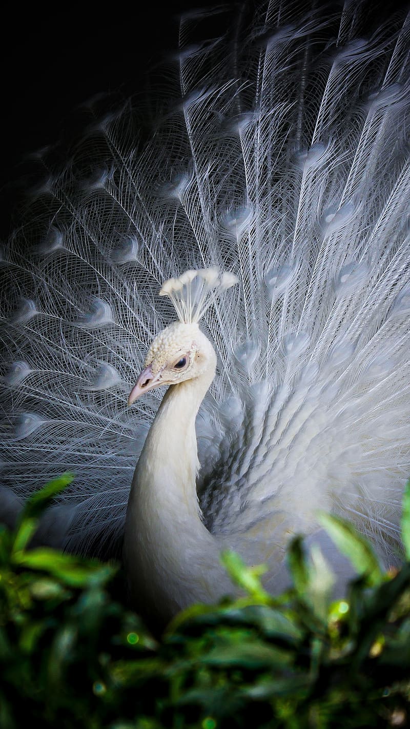 White Peacock, dancing bird, HD phone wallpaper