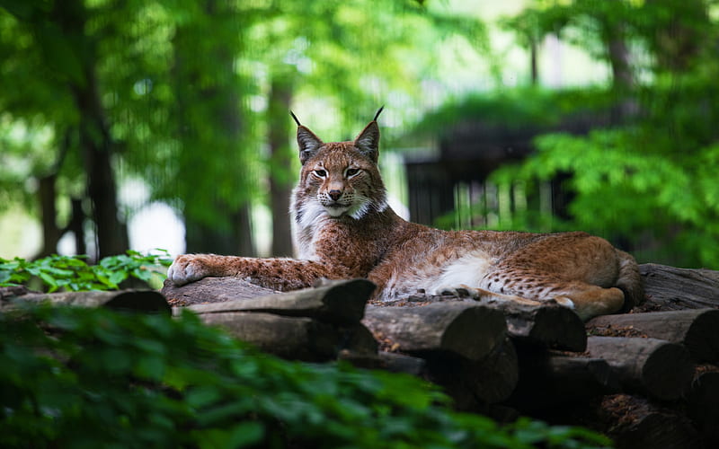 Lynx, forest, predator, wildlife, bokeh, Lynx lynx, HD wallpaper