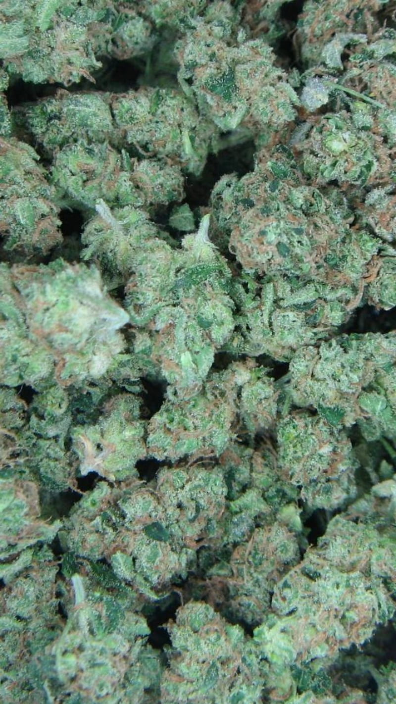 HD wallpaper bud cannabis close up dope drug flower ganja green  hemp  Wallpaper Flare