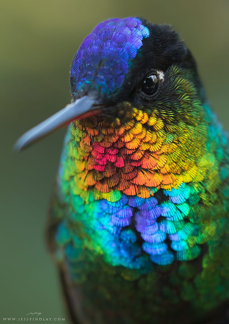 Hummingbird, bird, birds, humming, purple, HD phone wallpaper