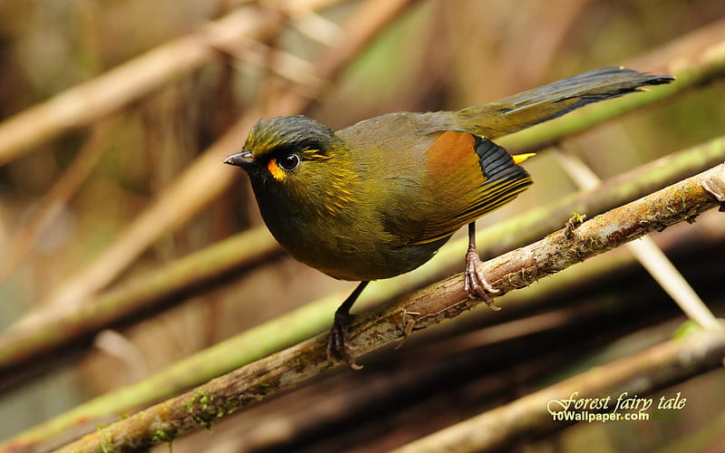 Tau Bird-Yellow Bird chest Tau eyebrow-forest bird, HD wallpaper