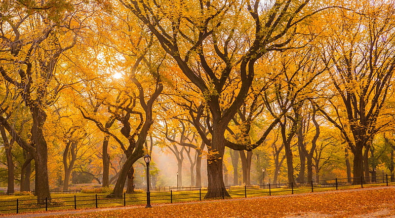 Central Park, fence, autumn, leaves, sun, New York City, lamp post, trees, sky, sidewalk, HD wallpaper