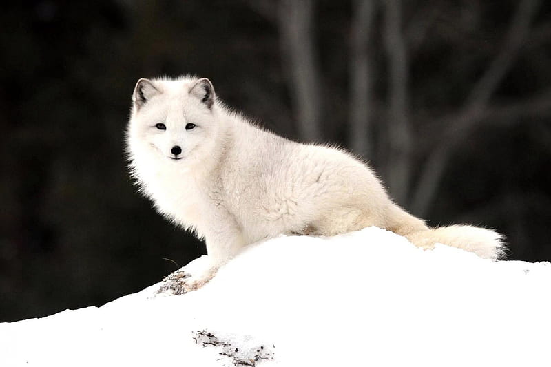 *** Polar fox ***, polar, fox, animals, animal, HD wallpaper