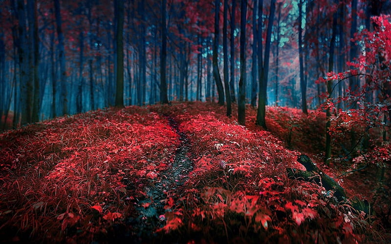Forest, red, natue, trees, HD wallpaper
