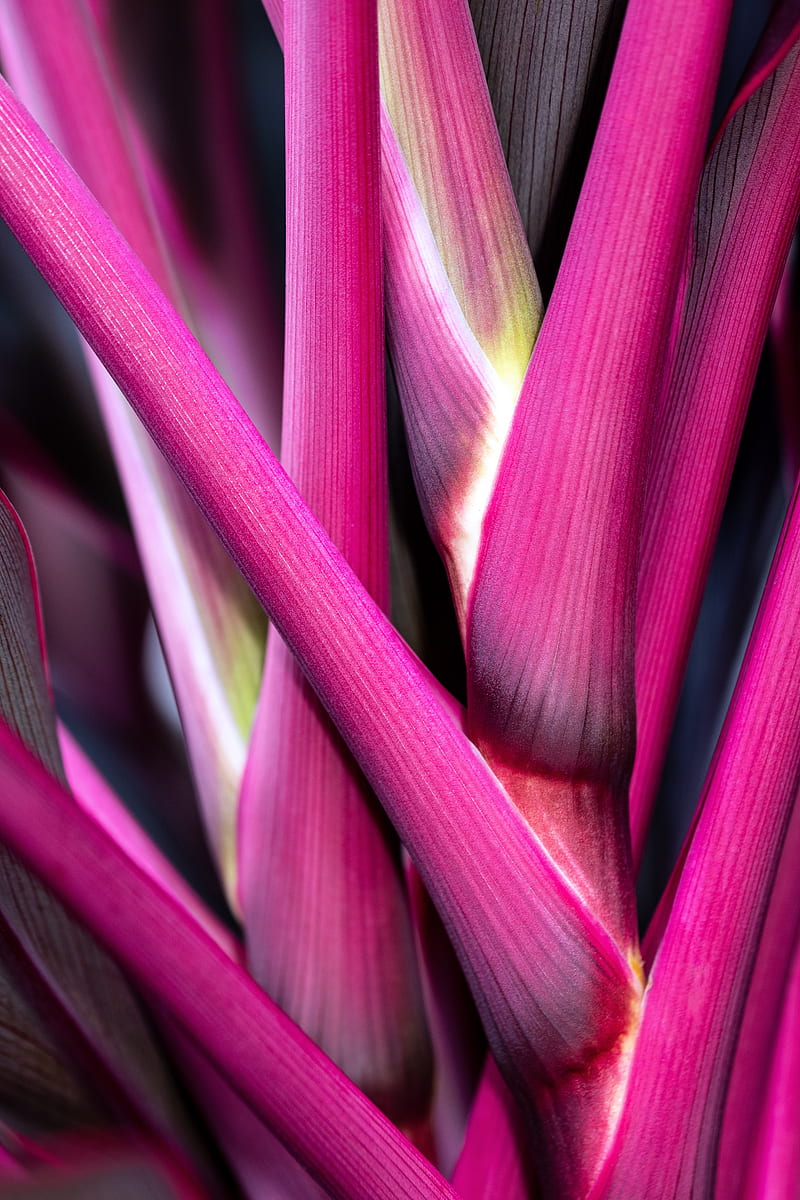 plant, stem, macro, pink, HD phone wallpaper