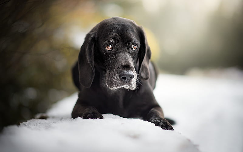 black labrador, retriever, black puppy, breed dog, pets, winter, snow, HD wallpaper