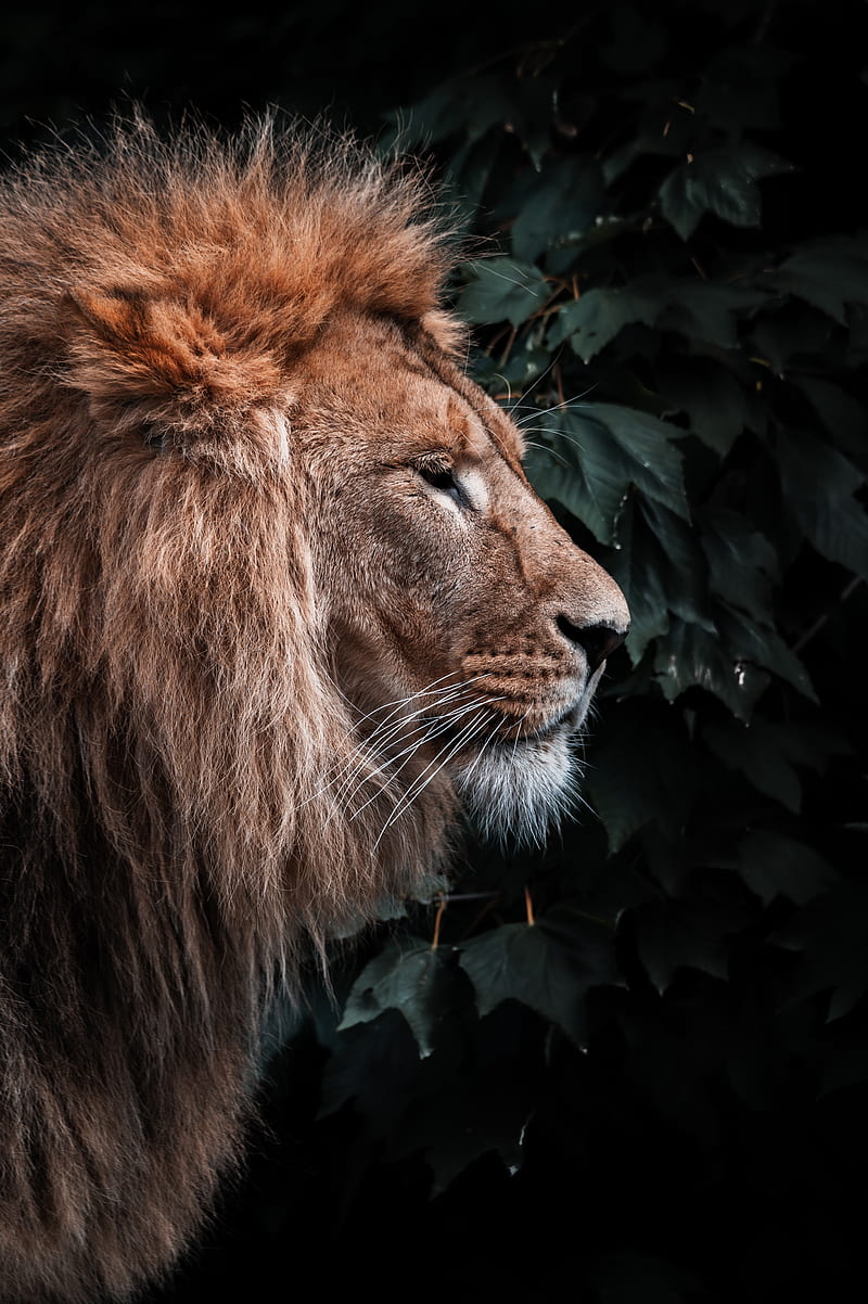 lion, animal, predator, head, mane, HD phone wallpaper