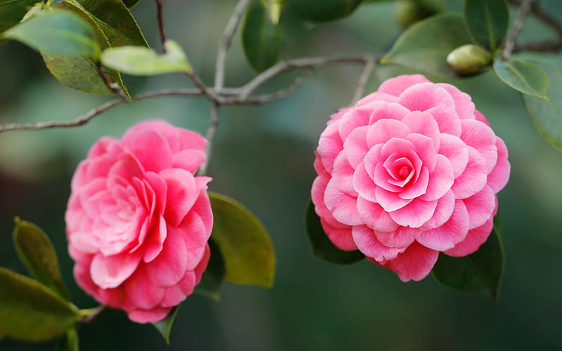 Camellias, Leaves, Flowers, Pink, Camellia, HD wallpaper