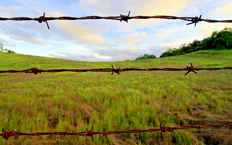 Barbwire Fence, Landscape, Field, Trees, Barbwire, HD wallpaper