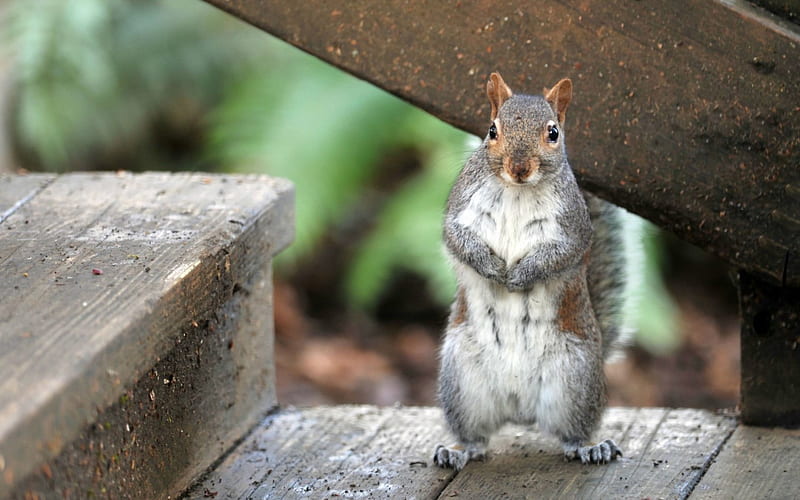 Squirrel Standing Up, rodents, stairs, animals, squirrels, HD wallpaper |  Peakpx