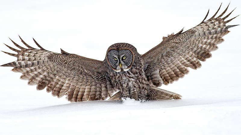 Birds, Animal, Great Grey Owl, HD wallpaper