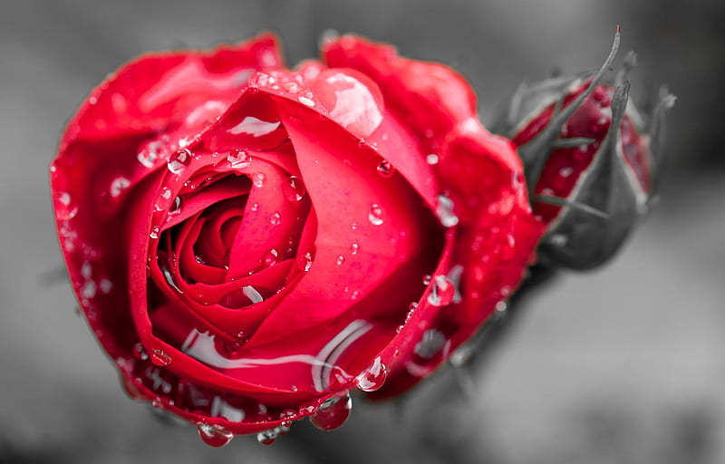 red rosebud, drops of water, dew, spring, roses, HD wallpaper