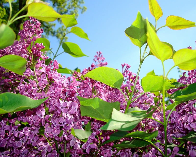 Pocahontas Lilac, graph, bloom, spring, purple, summer, flower, nature, shrub, llilac, HD wallpaper