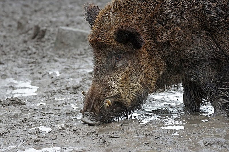 Wild boar in the mud close up, boar, up, wild, woods, close, mud, nature, animals, HD wallpaper