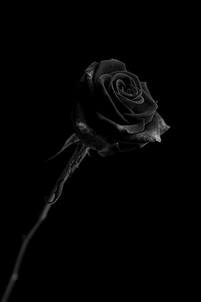 Rose Black, Bloody Rose, HD phone wallpaper | Peakpx