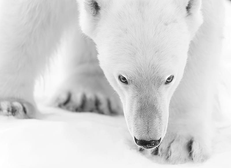 Polar bear, paw, white, winter, animal, HD wallpaper