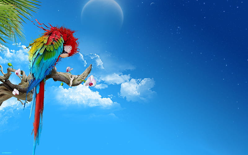 parrot on a branch, cloud, parrot, branch, clouds, animal, tree, nice, cool, planet, bird, awesome, blue, rio, multi, HD wallpaper