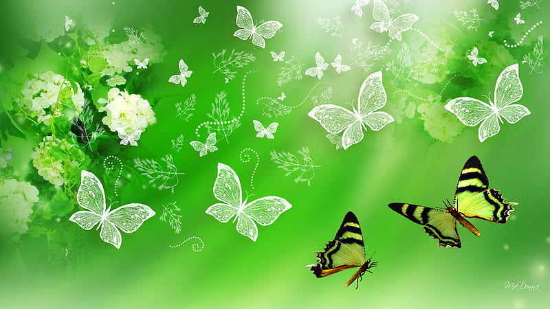 Green Hydrangea and Butterflies, hydrangea, transparent, butterflies, scatter, spring, abstract, green, summer, blossoms, flowers, blooms, HD wallpaper