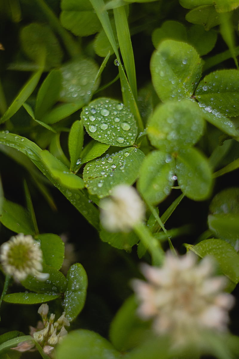 clover, leaves, drops, water, wet, HD phone wallpaper