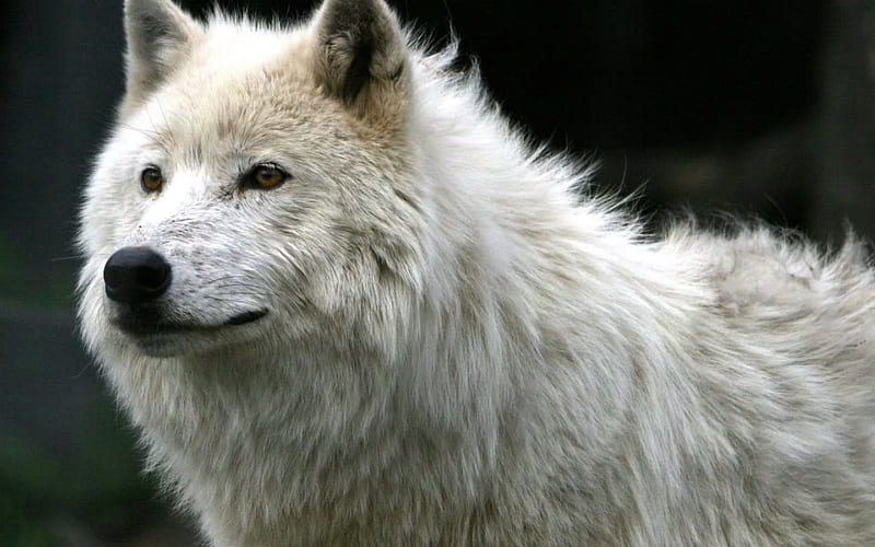 Arctic wolf, bonito, howl, canine, wolf pack, solitude, friendship ...
