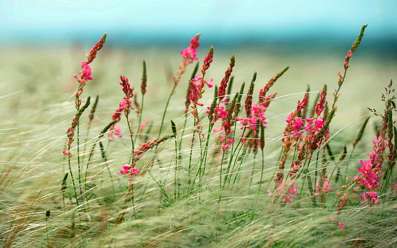Pink Wild Flowers in the Field, grass, country, tall, living, green, wild, flowers, nature, weeds, pink, field, HD wallpaper