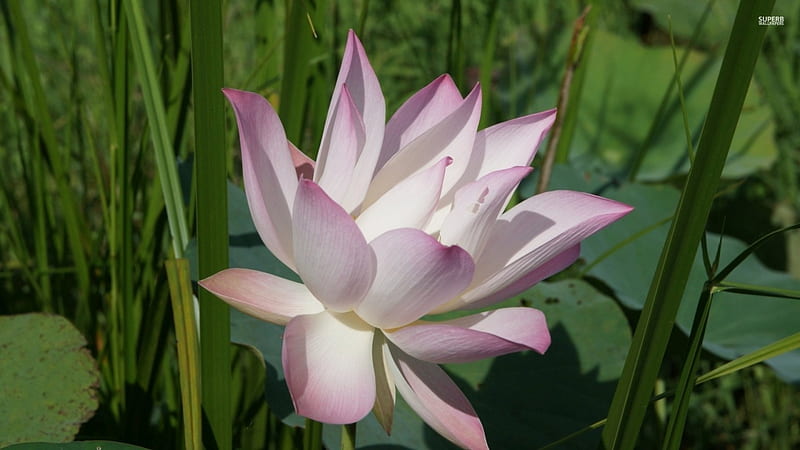 Pale pink lotus above the water, Lotus, Pink, Flower, Blossom, HD wallpaper