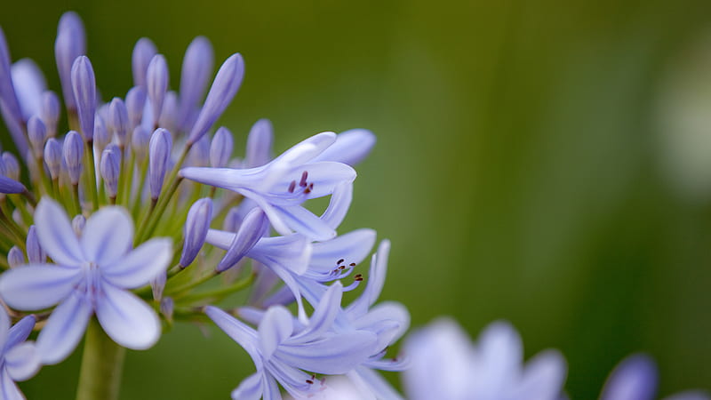 Flower, Earth, Agapanthus, Lily Of The Nile, HD wallpaper