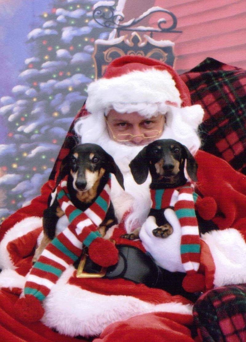 Doxies with Santa, christmas, cute, dachshund, dog, dogs, doxie, pets, wiener, HD phone wallpaper