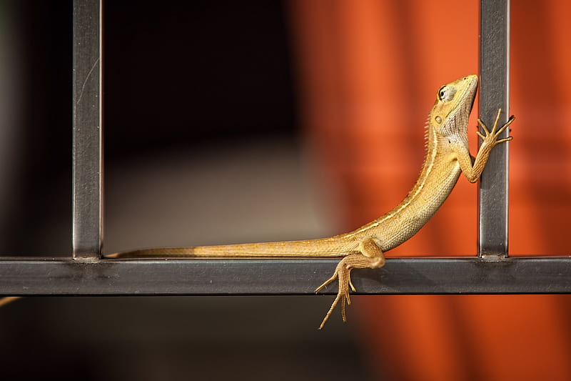 Lizard, soparla, orange, yellow, animal, reptile, HD wallpaper