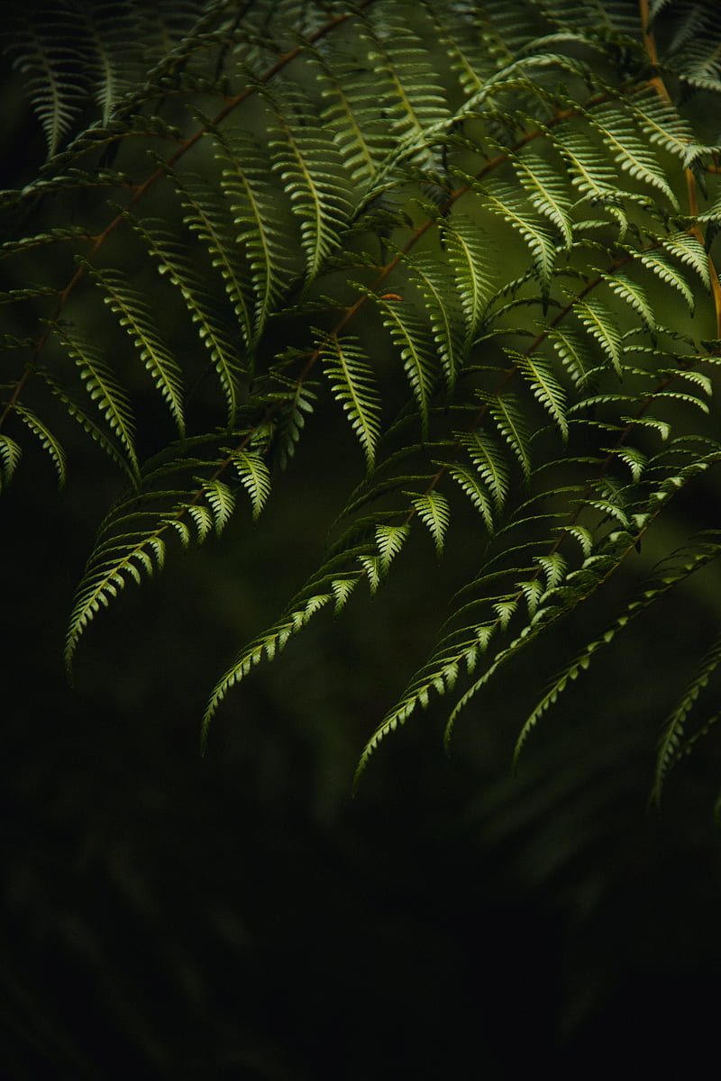fern, branches, bushes, plant, green, HD phone wallpaper
