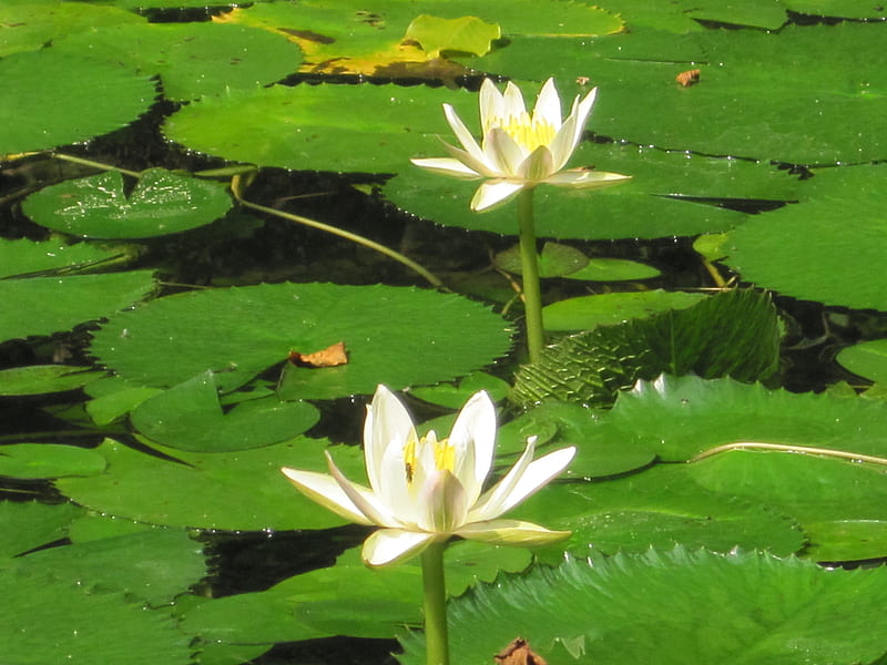 Water lily, flower, pure, nature, white, HD wallpaper