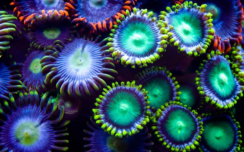 Sea ​​anemone, red, underwater, green, flower, sea, blue, anemone, HD wallpaper