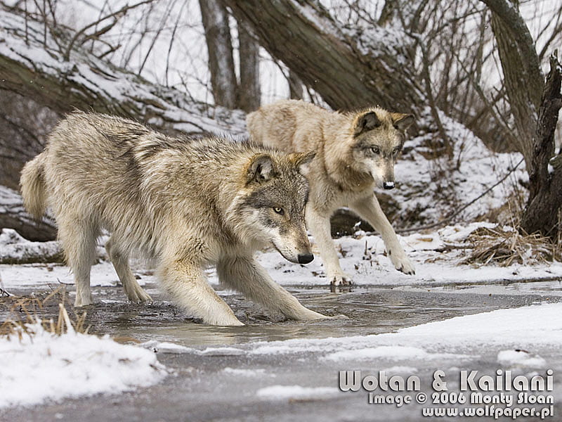 Leaping Over Ice, wolves jumping, snow, wolf pup, grey wolf, i love wolves, wolves, animals, leap, HD wallpaper