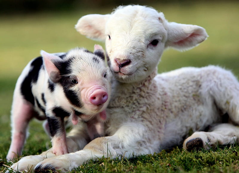Easter On The Farm, Cute, Black, Pink, White, Pig, Sheep, Animals, HD wallpaper
