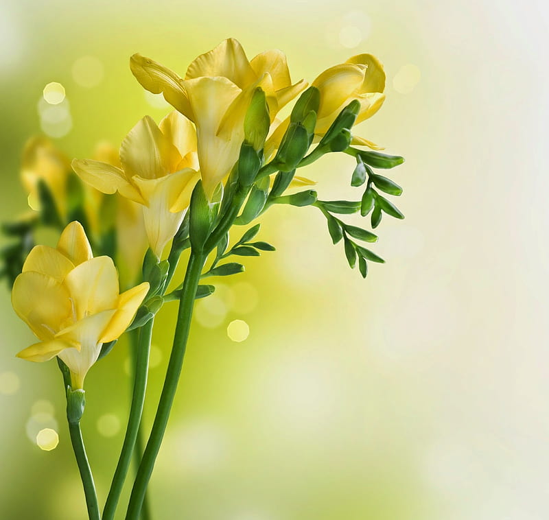 sias, sia, green, texture, flower, yellow, spring, card, HD wallpaper