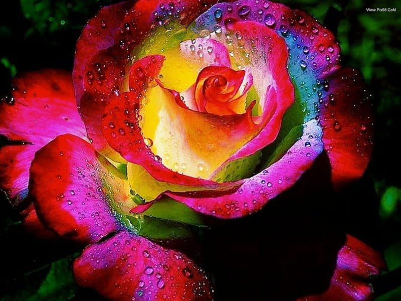 Amazing rose, amazing, flowers, rose, fullcolours, HD wallpaper | Peakpx