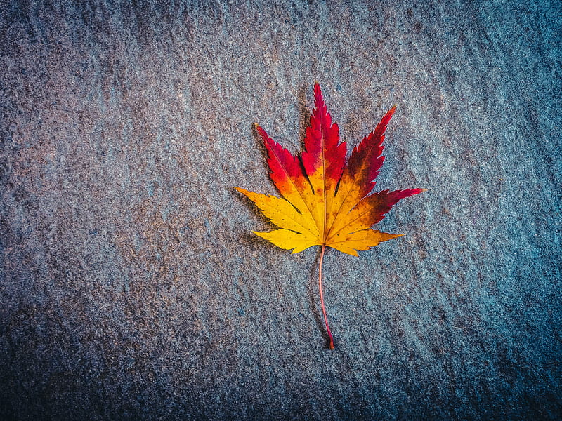 leaf, maple, autumn, minimalism, HD wallpaper