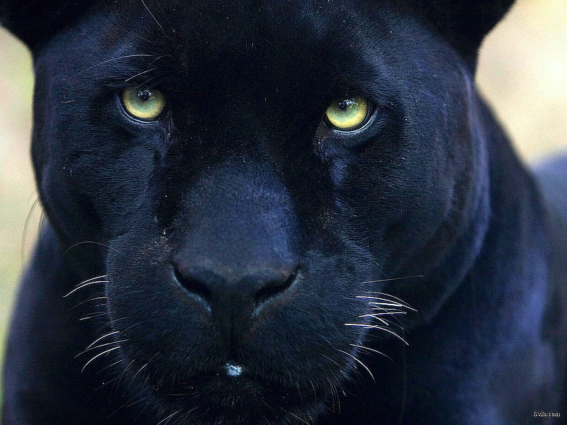 Black Panther, leopard, black, cat, cats, animals, animal, HD wallpaper