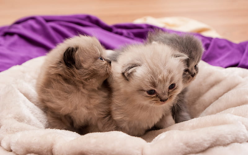 Persian Kittens, family, pets, cute kitten, domestic cats, gray cat, gray persian kitten, Persian Cat, cats, HD wallpaper