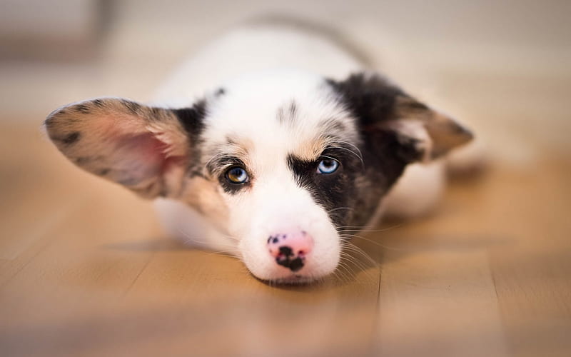 Welsh Corgi Cardigan, small white puppy, gray eyes, pets, small dogs, HD wallpaper