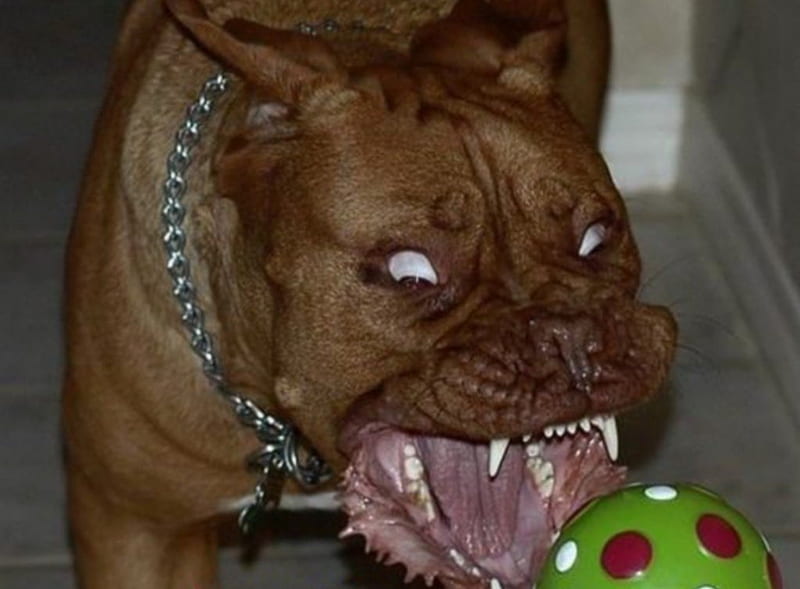 angry dog, sharp teeth, fierce dog, HD wallpaper